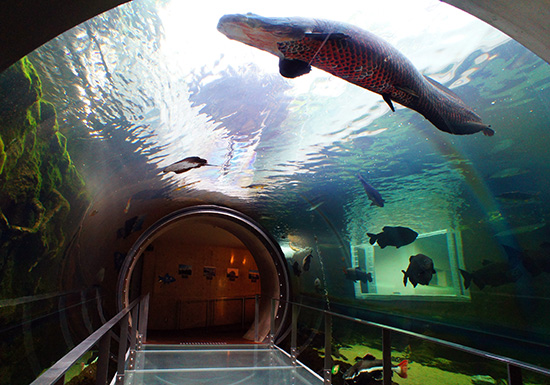 淡水水族館の魚