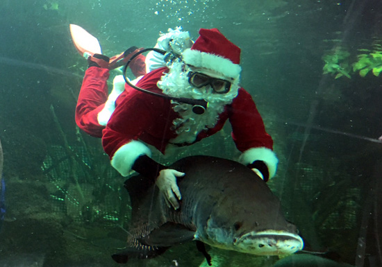 今年もやってくるよ！