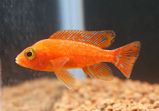 ストロベリーピーコックシクリッド