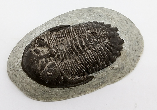 本物の化石そっくりなチョコレートができます