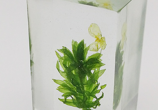 樹脂標本作りを体験してみよう！