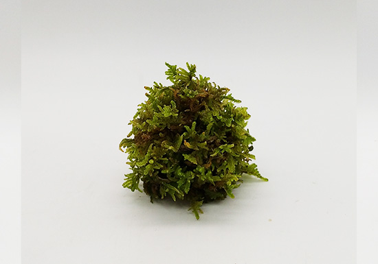 手作り体験してみよう！