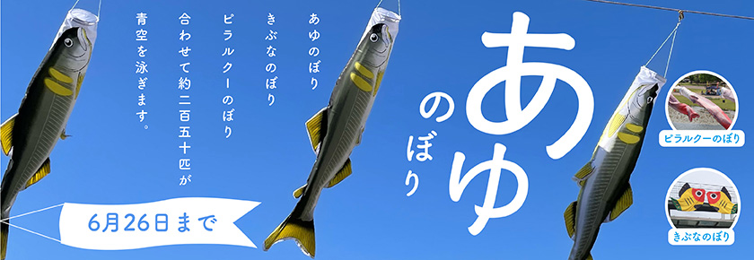 2026あゆのぼり